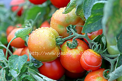 トマト（収穫前）