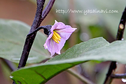 なすの花