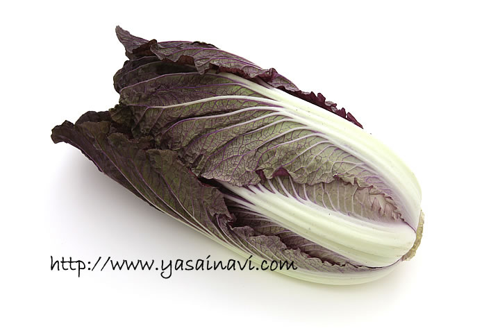 全商品オープニング価格 紫奏子（コーティング種子）（40粒）白菜種子[夏まき] その他種、種子