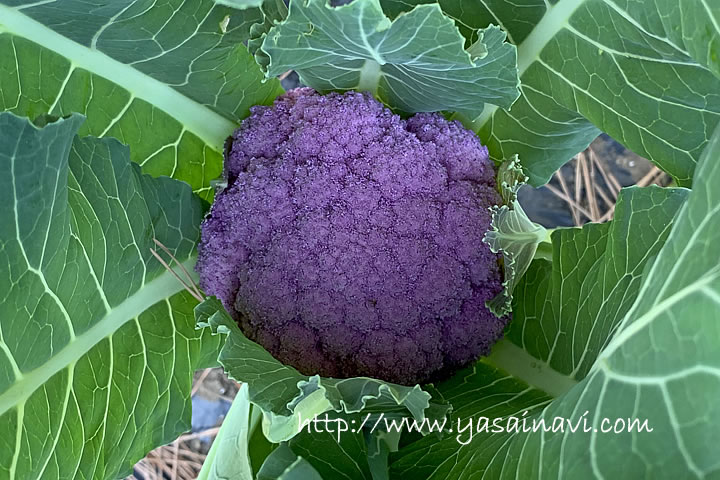 遠州あか花やさいの写真 画像 カリフラワー