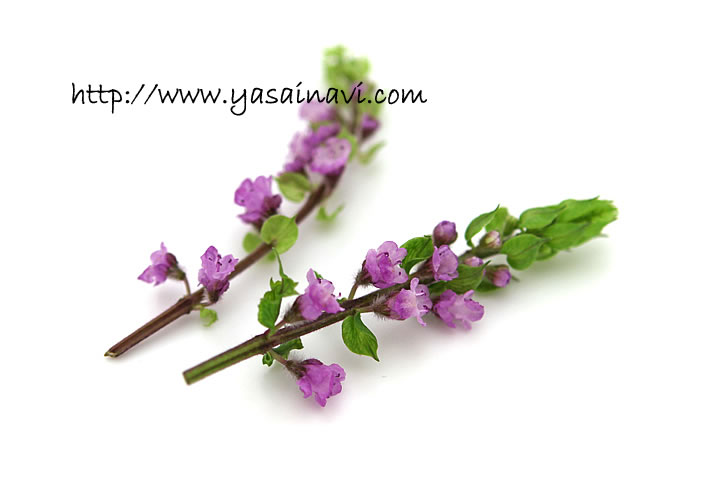 花穂じそ しそ シソ 紫蘇 品種の特徴 食べ方 選び方