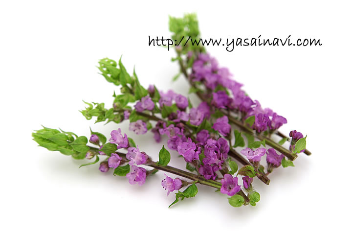 花穂じそ しそ シソ 紫蘇 品種の特徴 食べ方 選び方