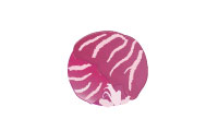 トレビス トレビス