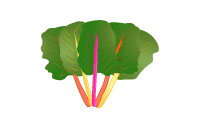 スイスチャード（西洋種）