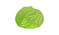 冬キャベツ 冬キャベツ