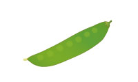 絹さや(きぬさや) 絹さや(きぬさや)