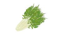 水菜(京菜) 水菜(京菜)