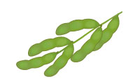 枝豆 枝豆