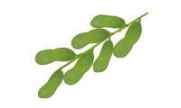 茶豆 茶豆