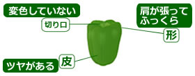 選び方