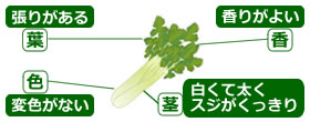 選び方