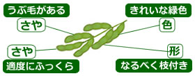 選び方