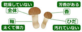 選び方
