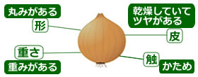 選び方