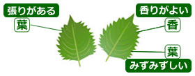 選び方