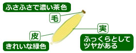 選び方