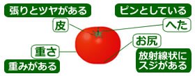選び方
