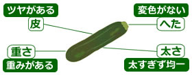 選び方